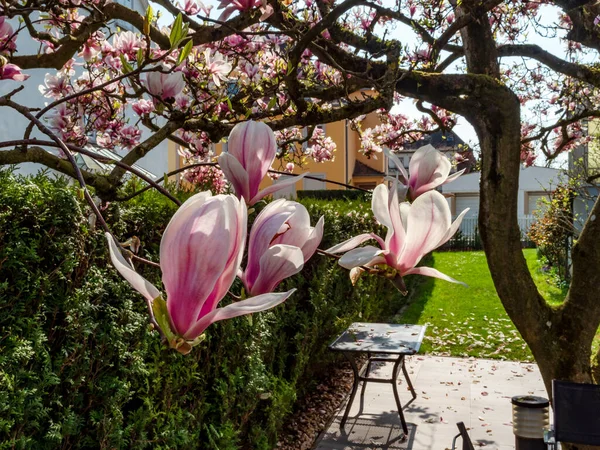 Потрясающие Розовые Магнолии Цветут Садах Страсбурга Огромные Нежные Цветы Франция — стоковое фото