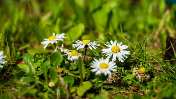 Bloeiende Tuinen Straatsburg Prachtige Stad Veel Bloemen Voorjaarsstemming Frankrijk — Stockfoto