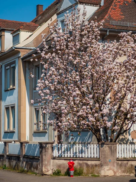 Strasbourg Bahçelerinde Büyüleyici Pembe Manolyalar Çiçek Açıyor Kocaman Narin Çiçekler — Stok fotoğraf