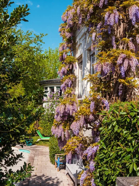 Impresionante Glicina Lila Floreciente Las Calles Estrasburgo Los Colores Primavera — Foto de Stock