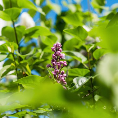 Strasbourg bahçelerinde çiçek açan leylak. Bahar şefkati ve güzellik. Güneşi. Fransa