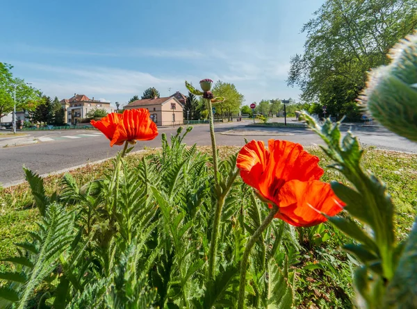 Red Poppies Planted City Crossroads France — Stock Photo, Image