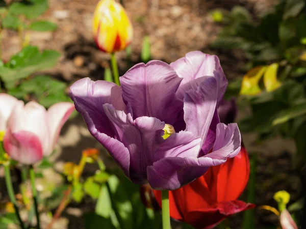 Des Tulipes Rouges Jaunes Lilas Une Beauté Incroyable Jonquilles Jaune — Photo