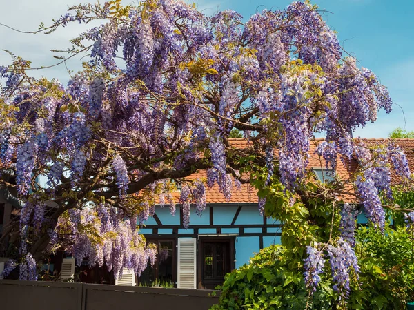 Superbe Glycine Lilas Fleurie Dans Les Rues Strasbourg Les Couleurs — Photo