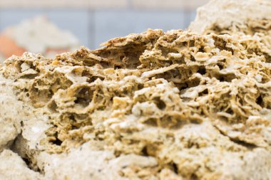 doku Rakushnjak veya coquina