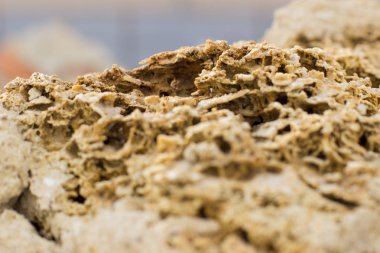 doku Rakushnjak veya coquina