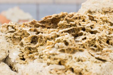 doku Rakushnjak veya coquina