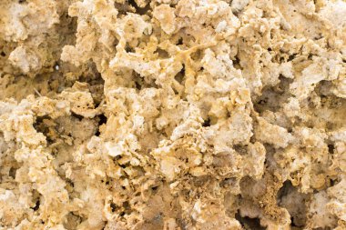 doku Rakushnjak veya coquina