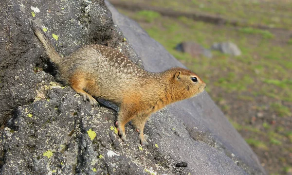 一只长着棕色毛皮的好奇的美国食肉动物站在石头上的爪子上 遥望远方 — 图库照片