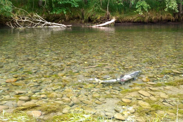 Poissons Famille Saumon Écailles Argentées Flottant Long Rivière Avec Marée — Photo