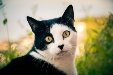 Bir sokak kedisinin ziyareti