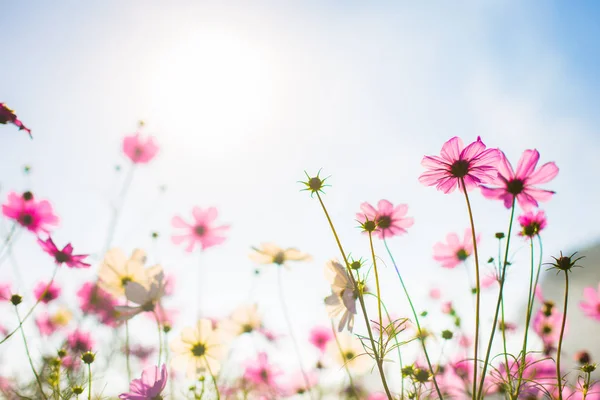 Abatract.Sweet color cosmos flowers in bokeh texture soft blur f — Stock Photo, Image