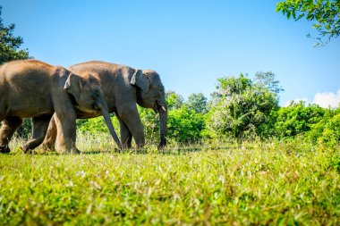 Baby asia elephant in Maesa, Chiangmai Thailand clipart