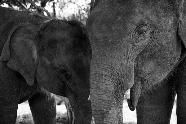 Baby asia elephant in Maesa, Chiangmai Thailand