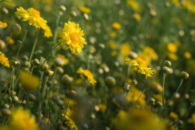 Sarı kasımpatı çiçekleri ile yumuşak odak görüntüyü, çiçek