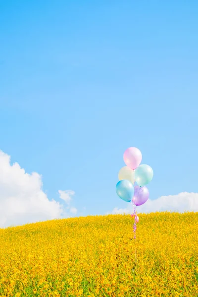 Барвиста куля над жовтими квітковими полями з блакитним небом backgro — стокове фото