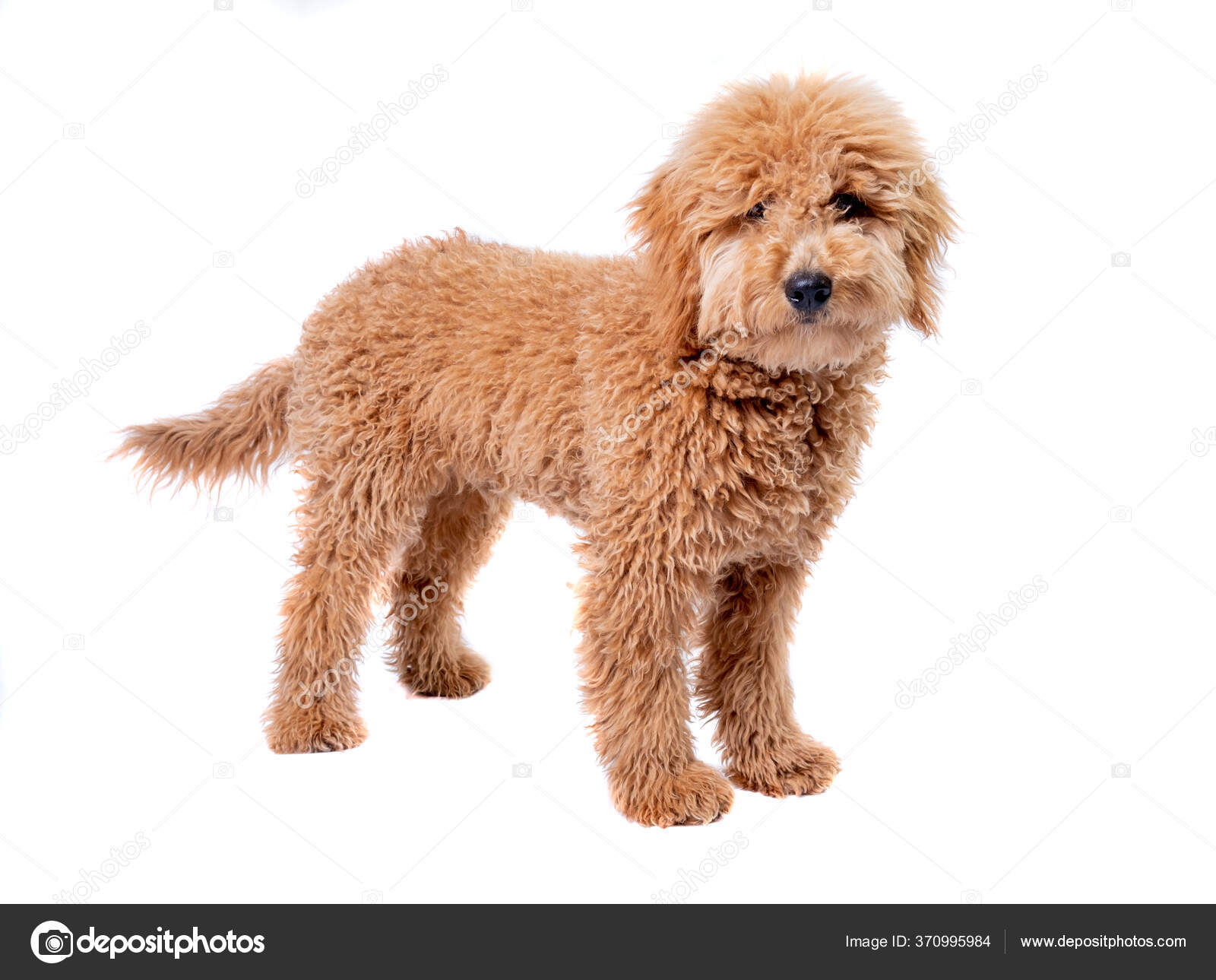 Miniature retriever doodle 2025