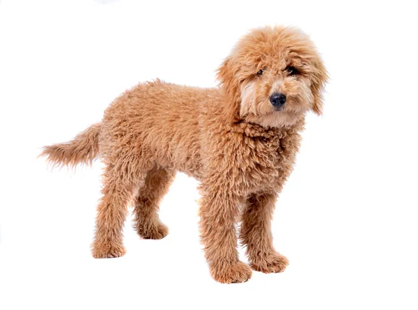 Mini golden doodle puppy standing in front of a full white background