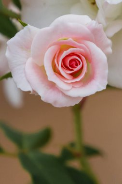 Bonita rosa de color Rosa floreciendo