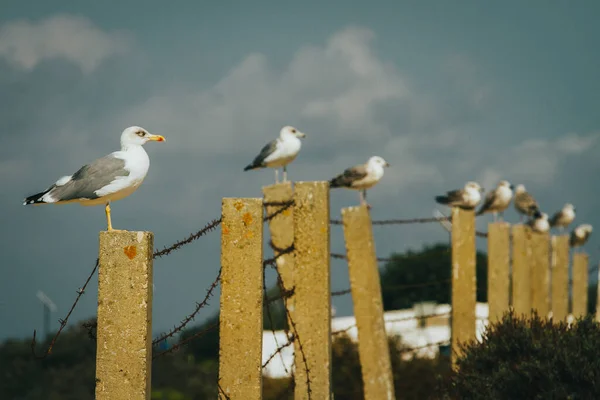 Gaviotas Esperando Postes Cemento Alambre Pas Oxidado Soleado Con Cielo — Stock Photo, Image