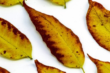 Yatay fotoğraf, sonbahar yapraklarının beyaz arka planda yattığını gösteriyor.