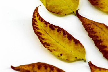 Beyaz zemin üzerinde sonbahar sarı yaprakları ile su damlaları