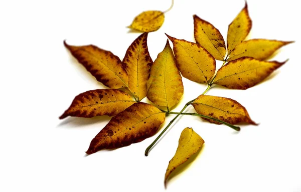 中央の水平な写真は 白い背景に黄色の茶色の秋の葉が地面に落ちていることを示しています 葉は形や大きさが異なります — ストック写真