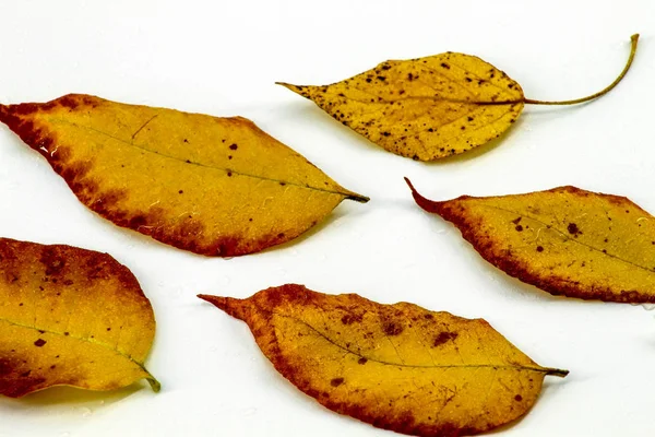 Five Autumn Leaves Yellow Lie White Background Water Drops — Stock Photo, Image