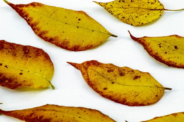 Six Autumn Leaves Yellow Lie White Background Water Drops — Stock Photo, Image