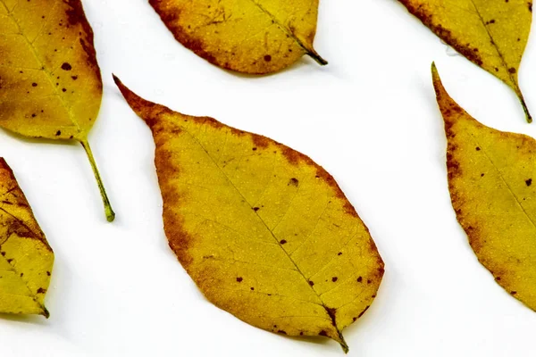 Few Autumn Leaves Lie Water Drops White Background — Stock Photo, Image