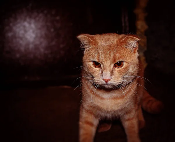 Horizontal Photo Shows Image Pet Red White Kitten — Stock Photo, Image