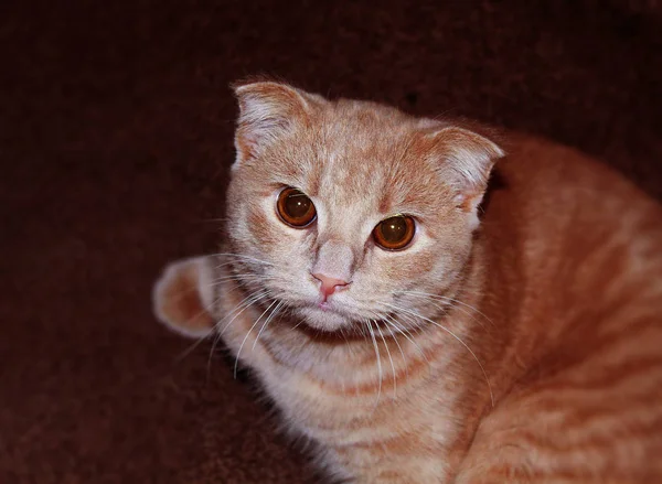 Yatay Fotoğraf Evcil Bir Kedinin Yakın Çekimini Gösteriyor — Stok fotoğraf