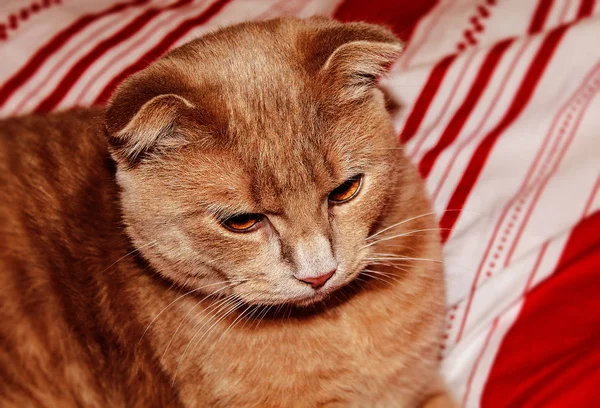 A young cat of red color, striped lies on a blanket with a red stripe and looks away, close-up