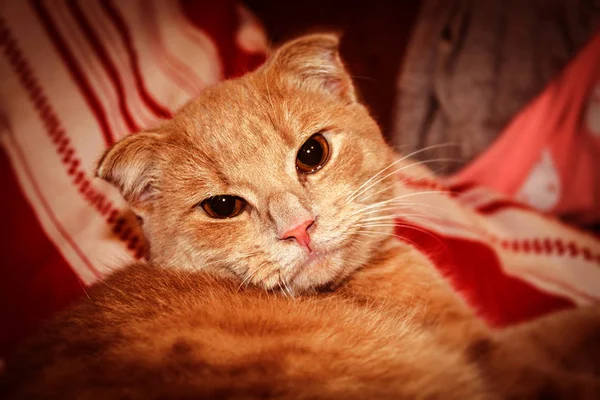 Kocu Czerwone Białe Paski Leży Młody Kot Czerwonym Kolorze Oczy — Zdjęcie stockowe