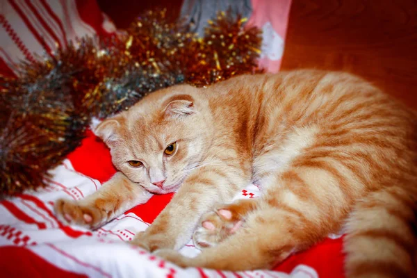 Cute Czerwony Paski Kotek Leży Łóżku Obok Świątecznego Błyskotki Choince — Zdjęcie stockowe