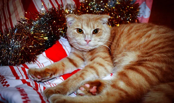 Belo Jovem Gato Vermelho Tabby Olha Atentamente Frente — Fotografia de Stock