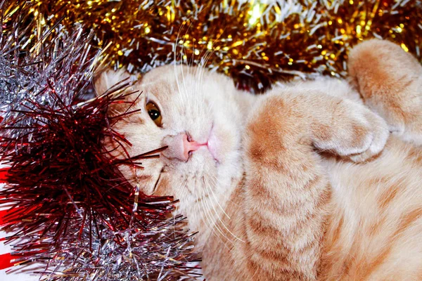 Neujahr Weihnachtsdekoration Weihnachtsbaum Eine Tanne Und Ein Rotes Kätzchen Das — Stockfoto