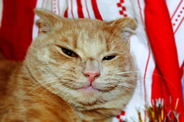 Kaganiec Czerwonego Kotka Bliska Kot Otworzył Oczy Nie Śpi — Zdjęcie stockowe