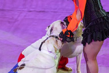 Aynı cinsten farklı şortlu köpekler bir kadından yemek ister.