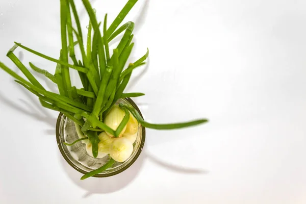 Uno Sfondo Bianco Bicchiere Contenente Una Giovane Cipolla Verde Fresca — Foto Stock