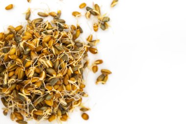 Beyaz arka planda filizli buğday ve çavdar tohumları var.