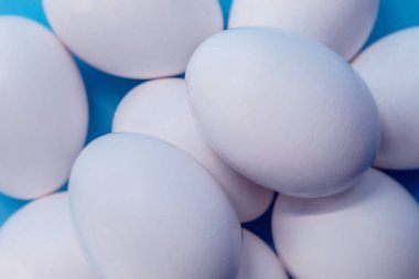 Mavi arka planda bir düzine beyaz tavuk yumurtası var. Yumurtalar yakın planda gösterilir, taze, çiğ ve bütündür.