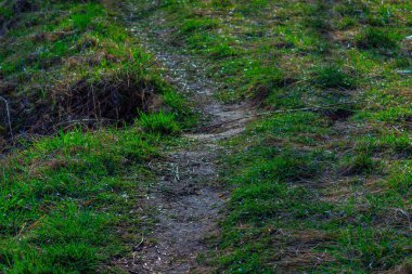 Akşam güneşiyle aydınlanan dar bir patika. Genç yeşil çimenler yol kenarlarında yetişir.