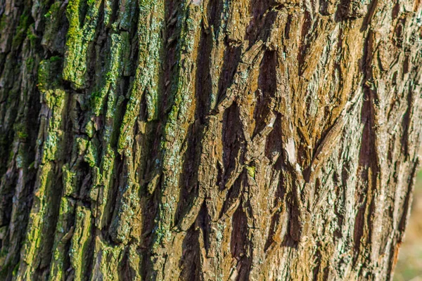 The tree\'s bark is shown in close - up in a horizontal photo