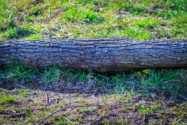 Våren Gräs Parken Ett Trasigt Eller Fällt Träd Solen Skiner — Stockfoto
