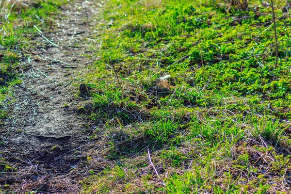 A narrow path lit by the evening sun. Young green grass grows along the sides of the path