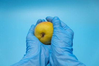 Taze kırmızı bir armut bir adamın elinde yatıyor. Mavi tek kullanımlık eldivenlerin ellerinde
