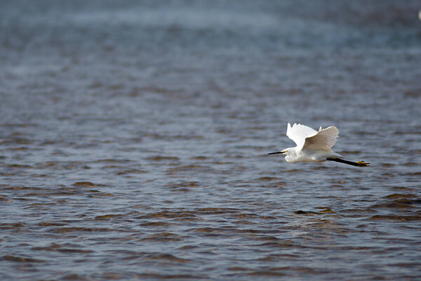 Egret Flying above the sea