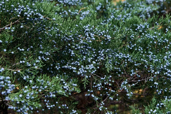 nature, ecology and healthy food concept - close up of a juniper bush with berries
