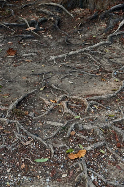 nature, ecology, environment concept - outdoor natural image of roots of an old tree